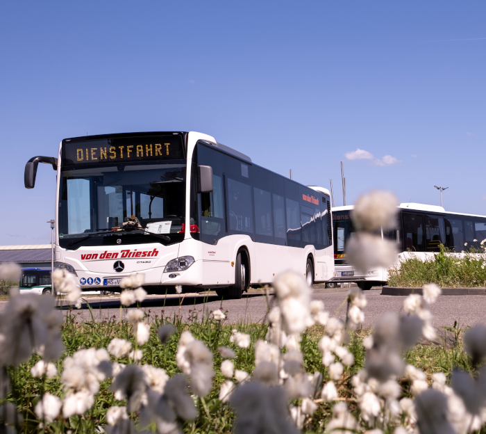 Zwei Busse fahren bei schönem Wetter eine Landstrasse entlang